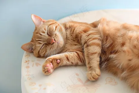 猫咪宠物猫可爱动物摄影图