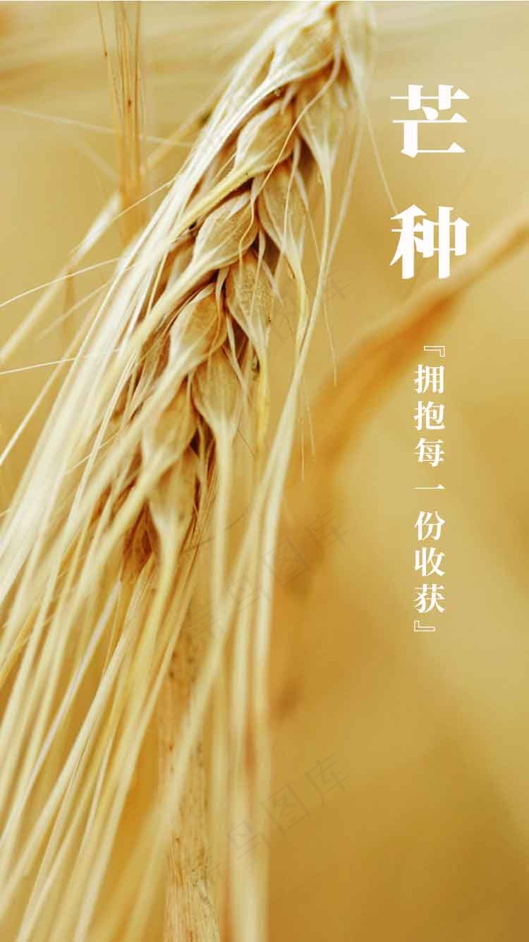 芒种节气传统海报psd模版下载