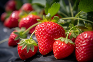 草莓水果摄影图