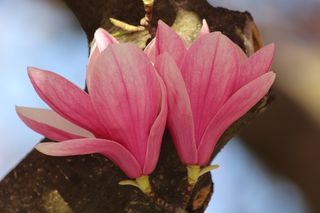 户外玉兰花花朵