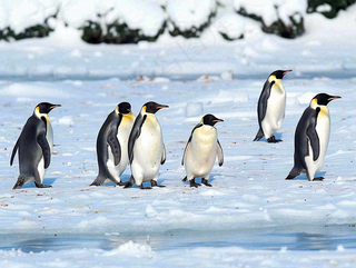冰雪天地的企鹅寒冷动物摄影图