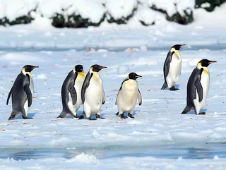 冰雪天地的企鹅寒冷动物摄影图