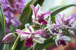 兰花紫花蕙兰摄影图