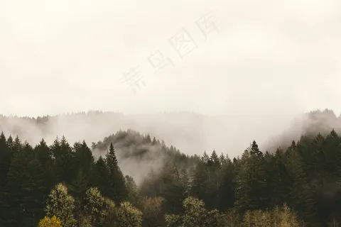 云雾森林图片 云雾森林图片