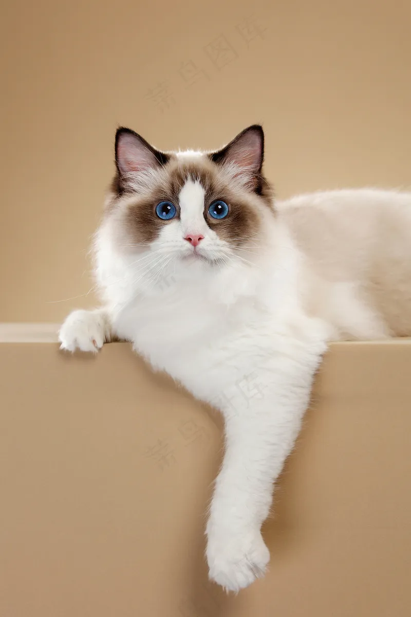 可爱猫咪摄影