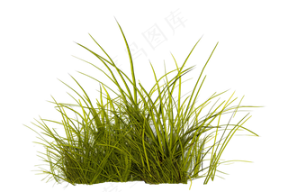 黄绿色草从