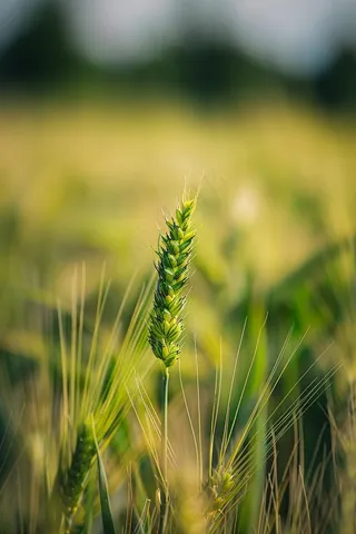 绿色小麦麦穗小满芒种摄影图