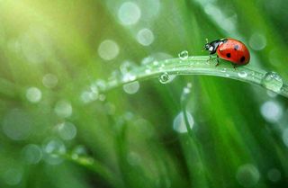 春天绿叶上的昆虫瓢虫露珠 雨水谷雨寒露摄影图