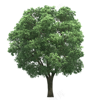 免抠常绿乔木