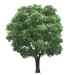 免抠常绿乔木