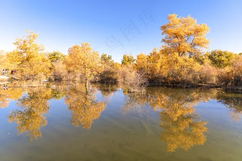 胡杨林图片 胡杨林图片