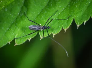 绿叶上的昆虫与晨露