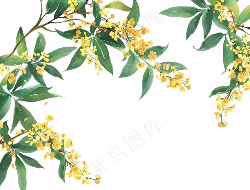 金秋桂花黄花树枝卡通插画免抠(1264x960)
