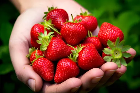新鲜采摘草莓手捧摄影图  新鲜采摘草莓手捧摄影图