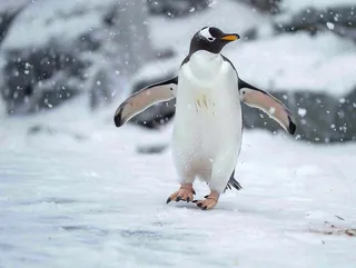 冰雪天地的企鹅寒冷动物摄影图