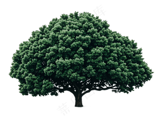 PSD免抠广玉兰树