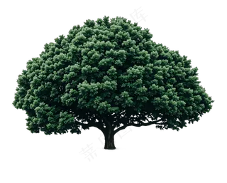 PSD免抠广玉兰树