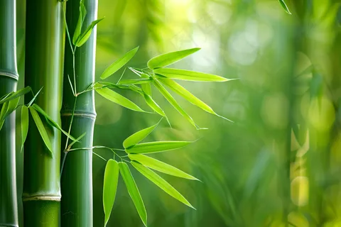 春夏竹林绿色清凉摄影图