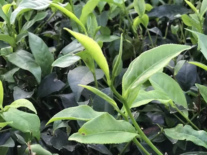 户外茶园茶叶 户外茶园茶叶