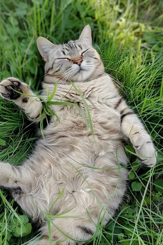 猫咪宠物猫可爱动物摄影图