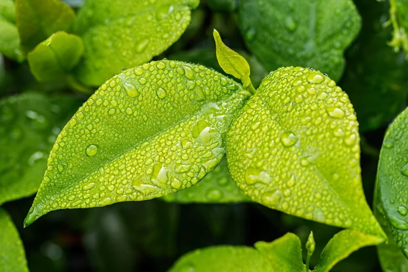 绿色叶子植物摄影