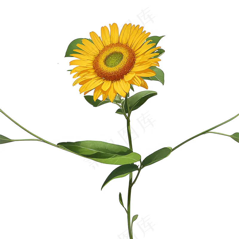 黄色向日葵免抠素材20