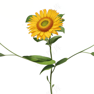 黄色向日葵免抠素材20