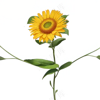 黄色向日葵免抠素材20