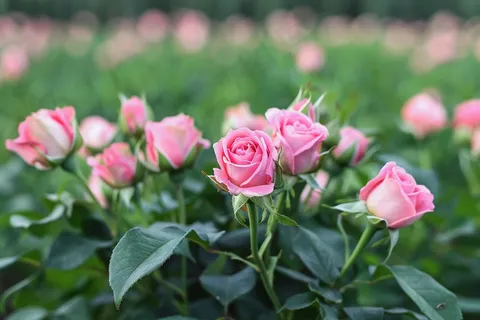 玫瑰花鲜花花朵摄影图