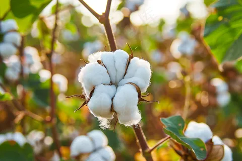 棉花成熟收成摄影图 棉花成熟收成摄影图