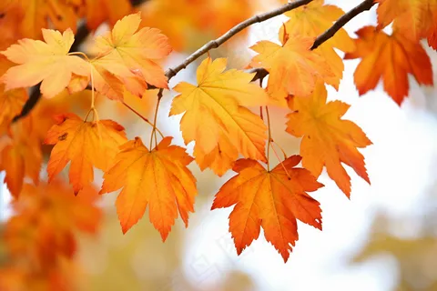 秋天树上的黄叶秋意摄影图 秋天树上的黄叶秋意摄影图