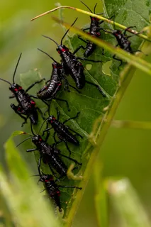 绿叶上的黑红色昆虫群落