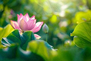 夏日池塘荷花荷叶唯美立夏夏至处暑摄影图