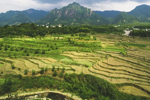 稻田稻穗图片 稻田稻穗图片