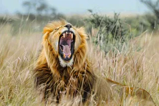 狮子雄狮动物非洲大草原保护动物摄影图