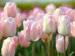 春天粉色郁金香花朵花丛摄影图