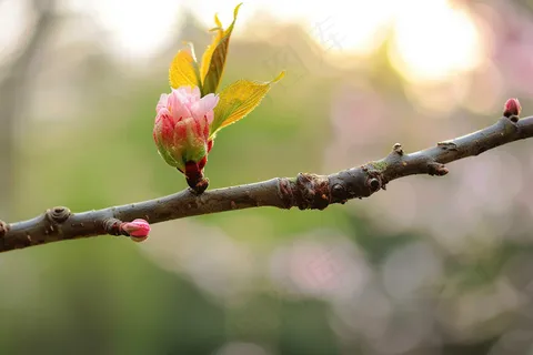 春日樱花花朵摄影图 春日樱花花朵摄影图