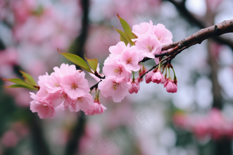 春天桃花粉色花朵摄影图(4032x2688)