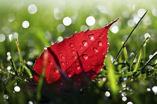 秋天草地上掉落的红叶露水水珠摄影图