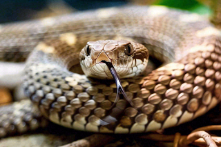 蛇爬行动物毒蛇摄影图