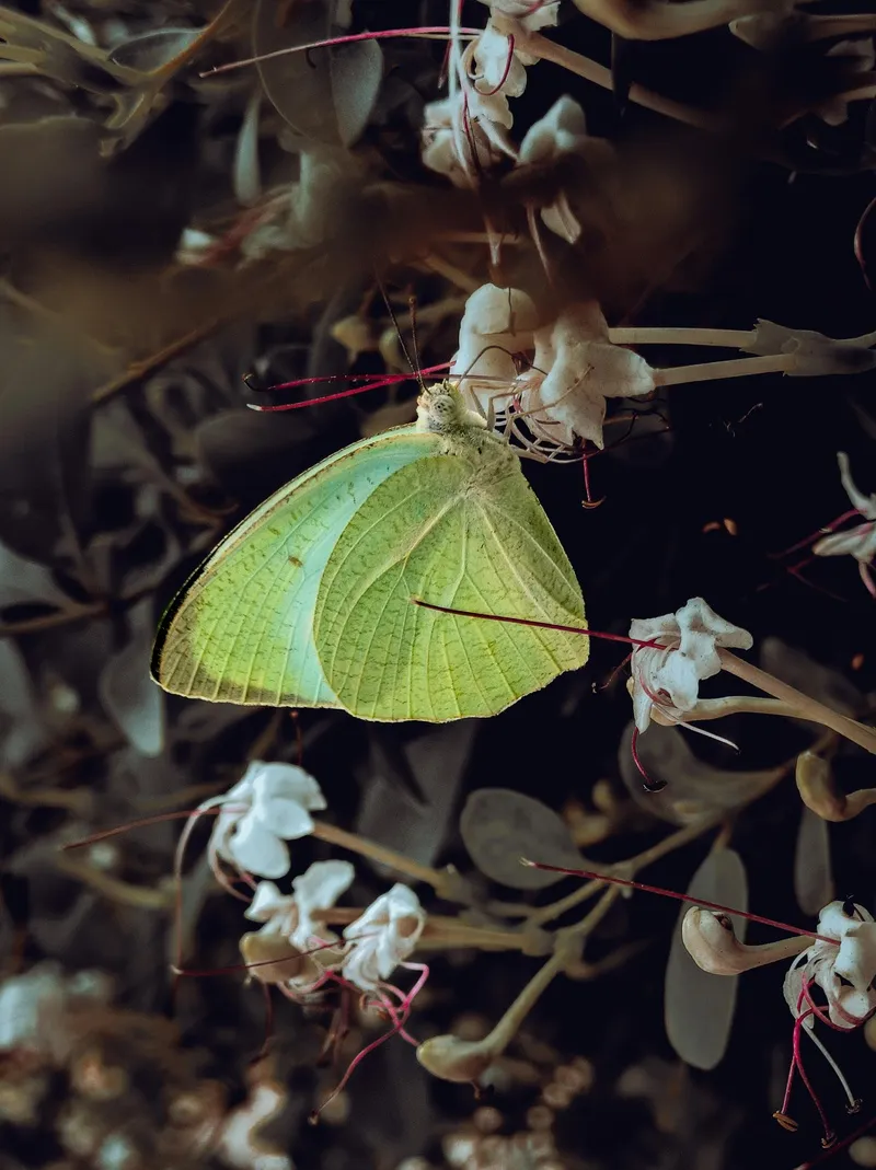 隐藏在花丛中的柔美蝴蝶