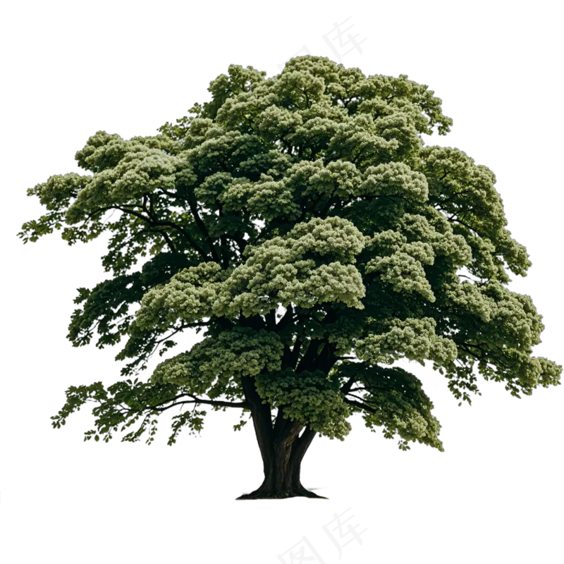 PSD免抠树泡桐树