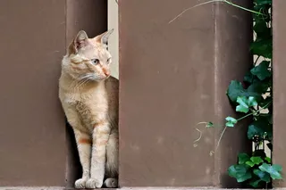 栅栏的宠物猫咪动物