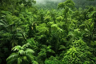 原始森林热带绿色摄影图