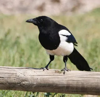 户外喜鹊鸟类生物