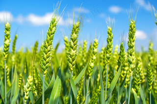 小麦麦穗芒种绿色小麦摄影图