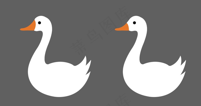 大白鹅图片