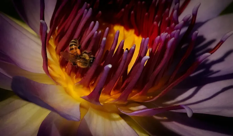 娇艳花朵上的舞者