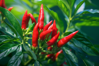 红辣椒种植蔬菜摄影图