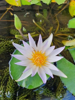 池塘水生植物莲花盛开3